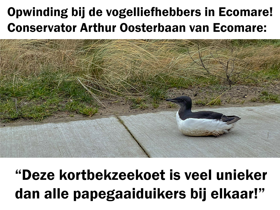 Conservator Arthur Oosterbaan van Ecomare: “Deze kortbekzeekoet is veel unieker  dan alle papegaaiduikers bij elkaar!”