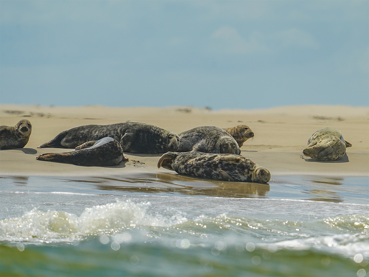 Zeehonden kijken op De Razende Bol