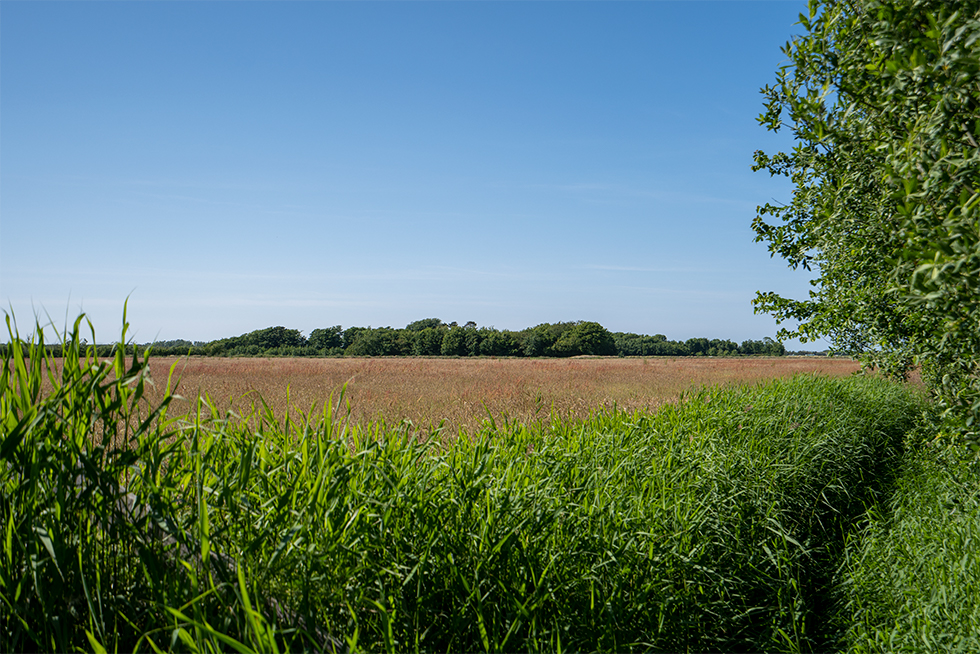 Geheim boerencampingAnemoone DSC04763 1