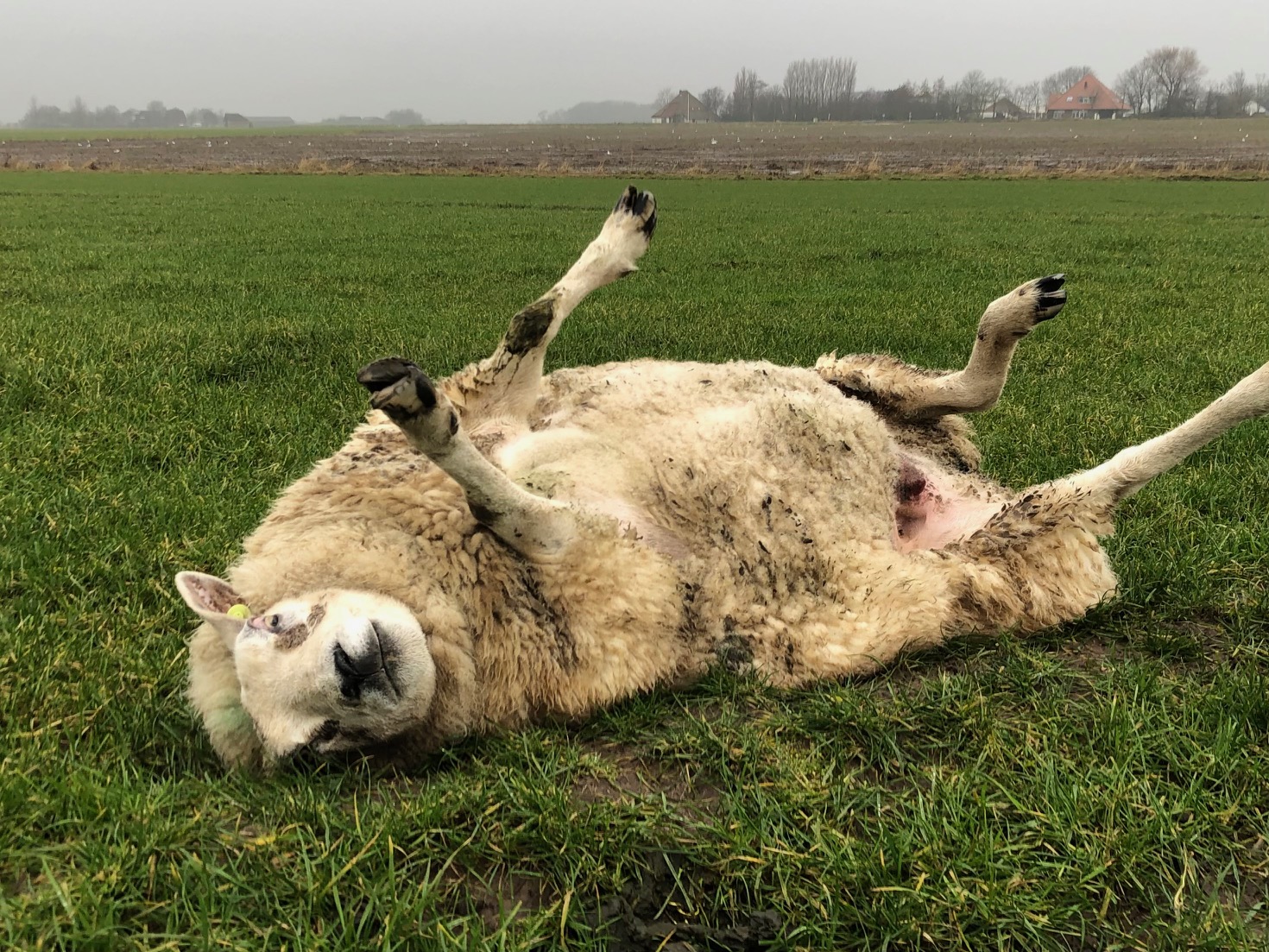 HalvemarathonTexel05Schaap