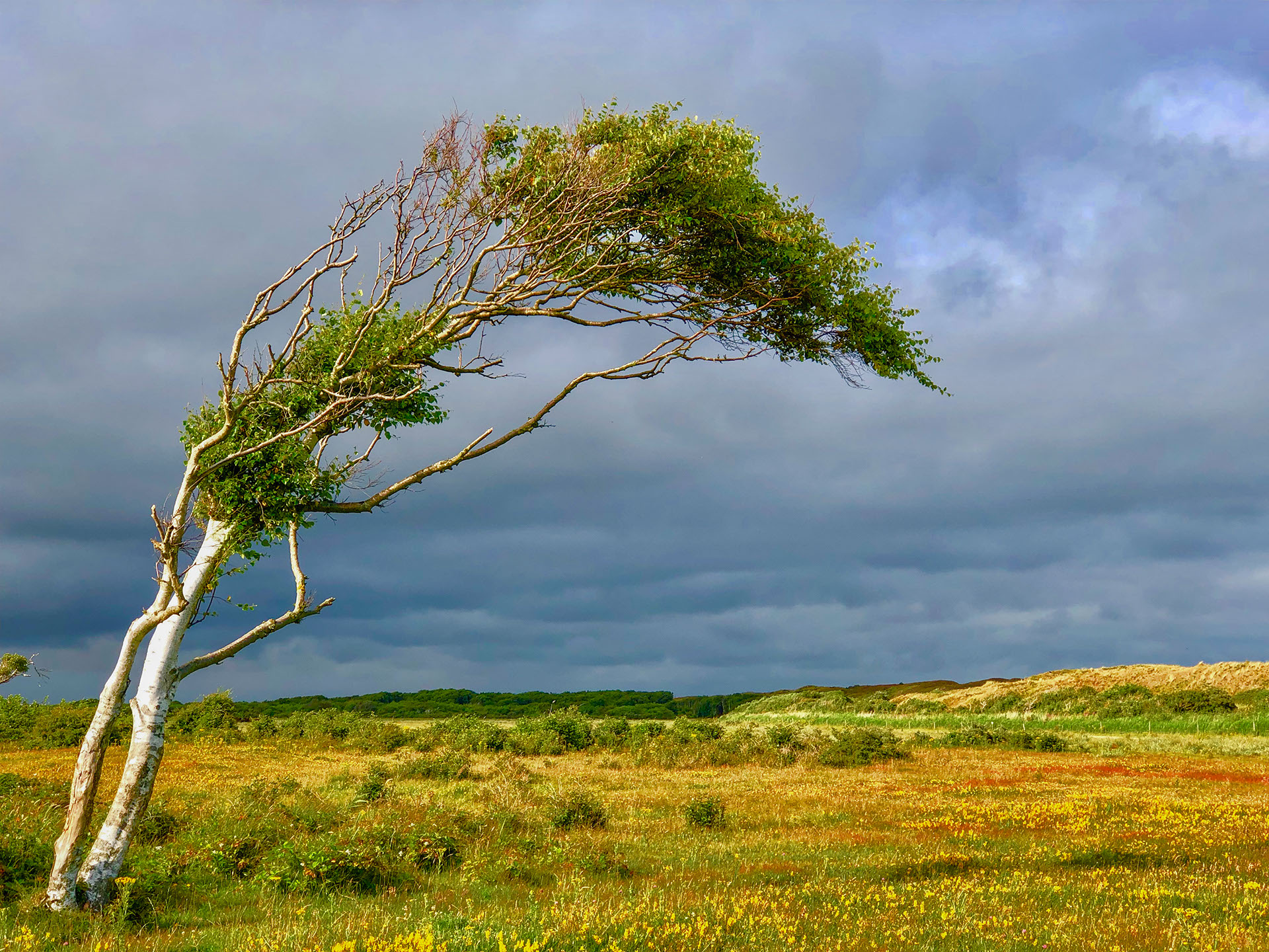 Texels meest gefotografeerde boom in de zomer