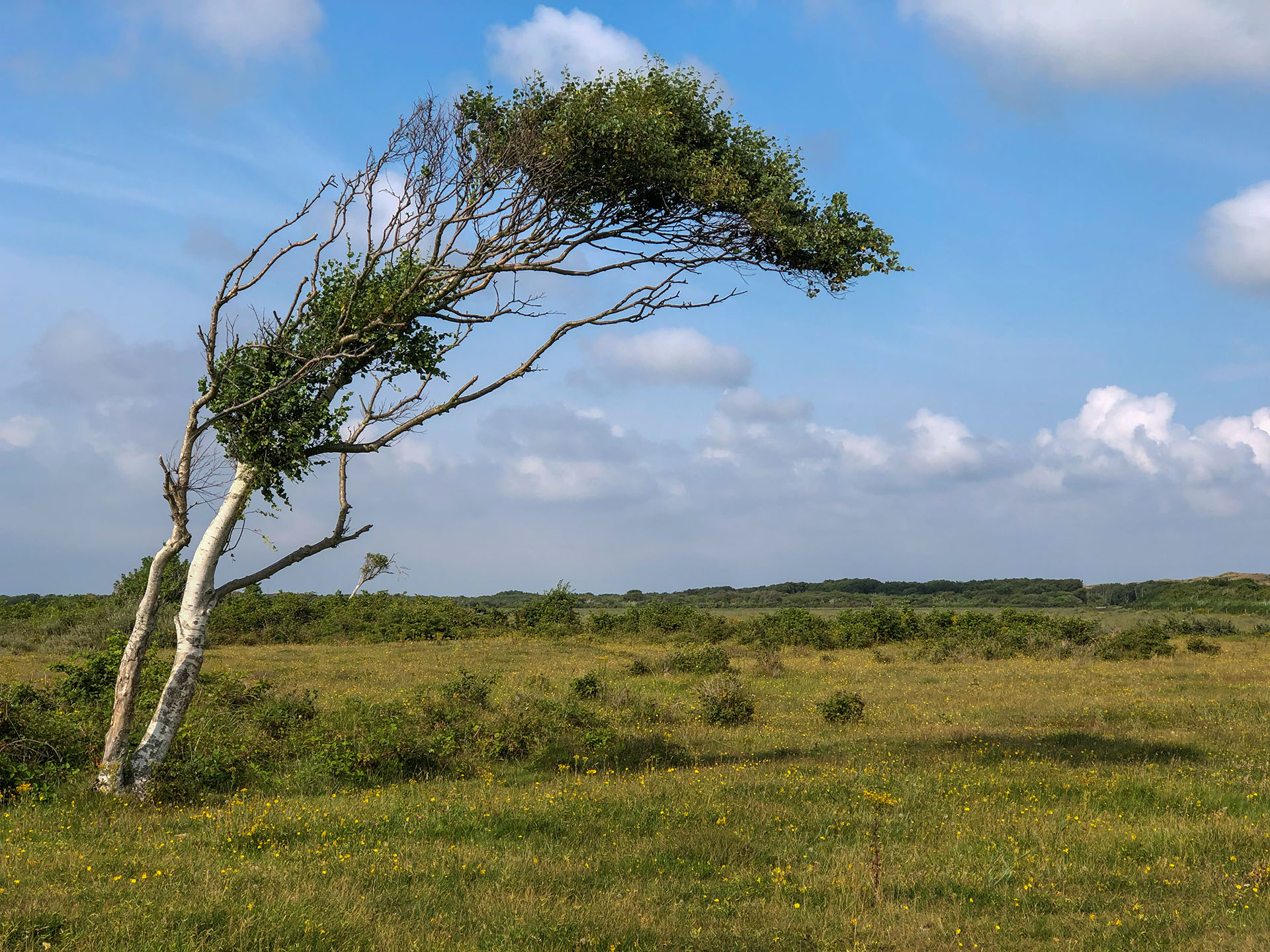 De meest gefotografeerde boom bijna nog vol in het blad