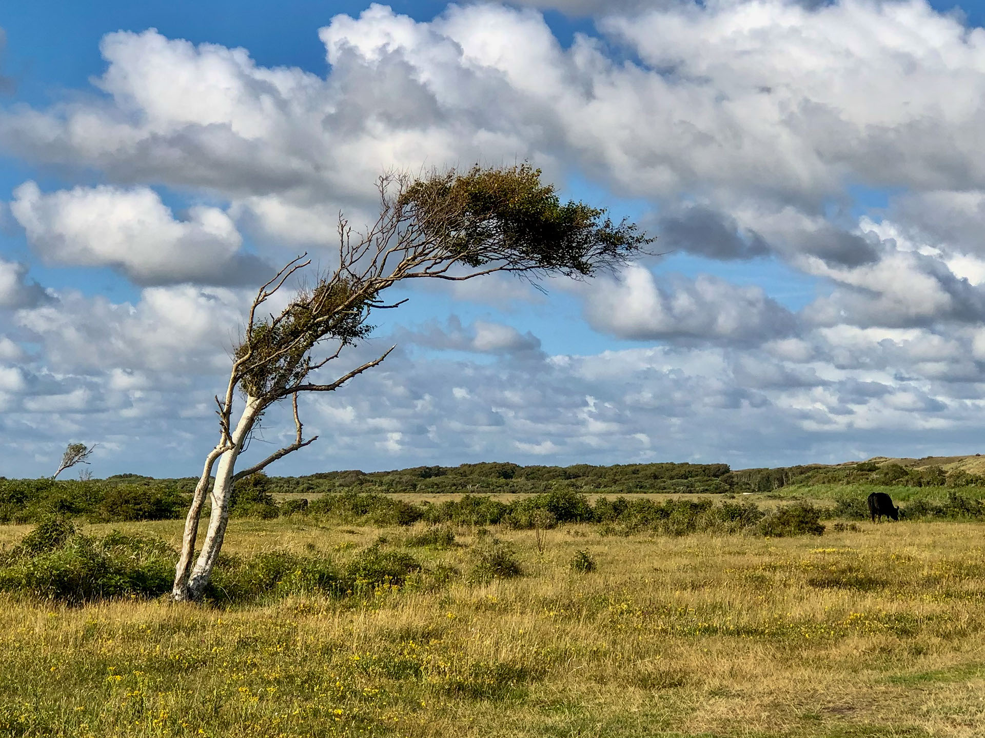 Meest gefotografeerde boom raakt veel takken kwijt