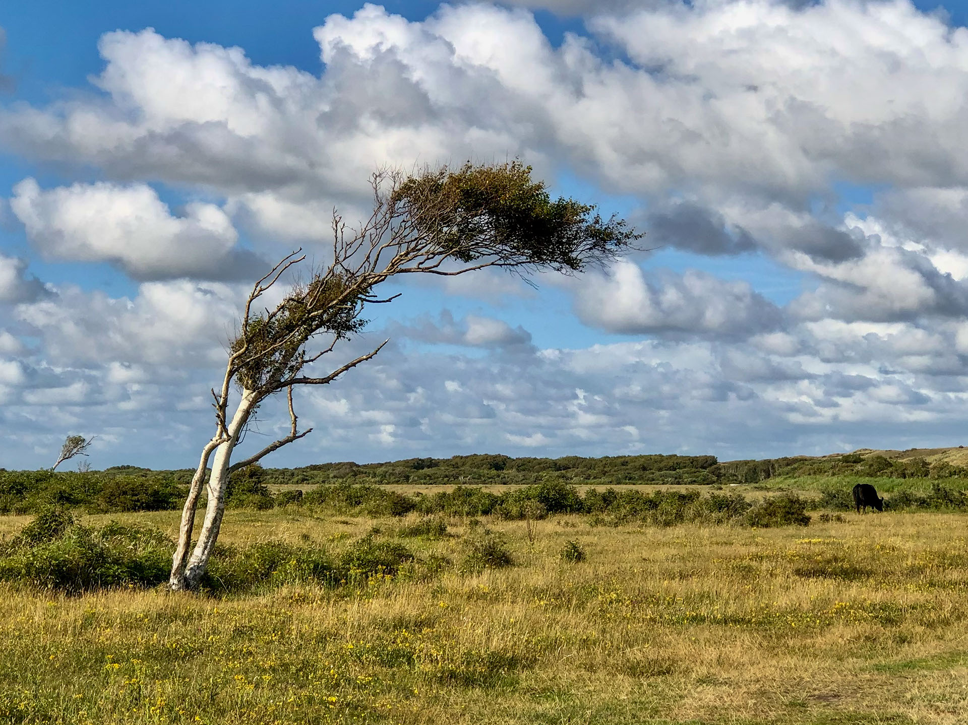 Meest gefotografeerde boom raakt veel takken kwijt