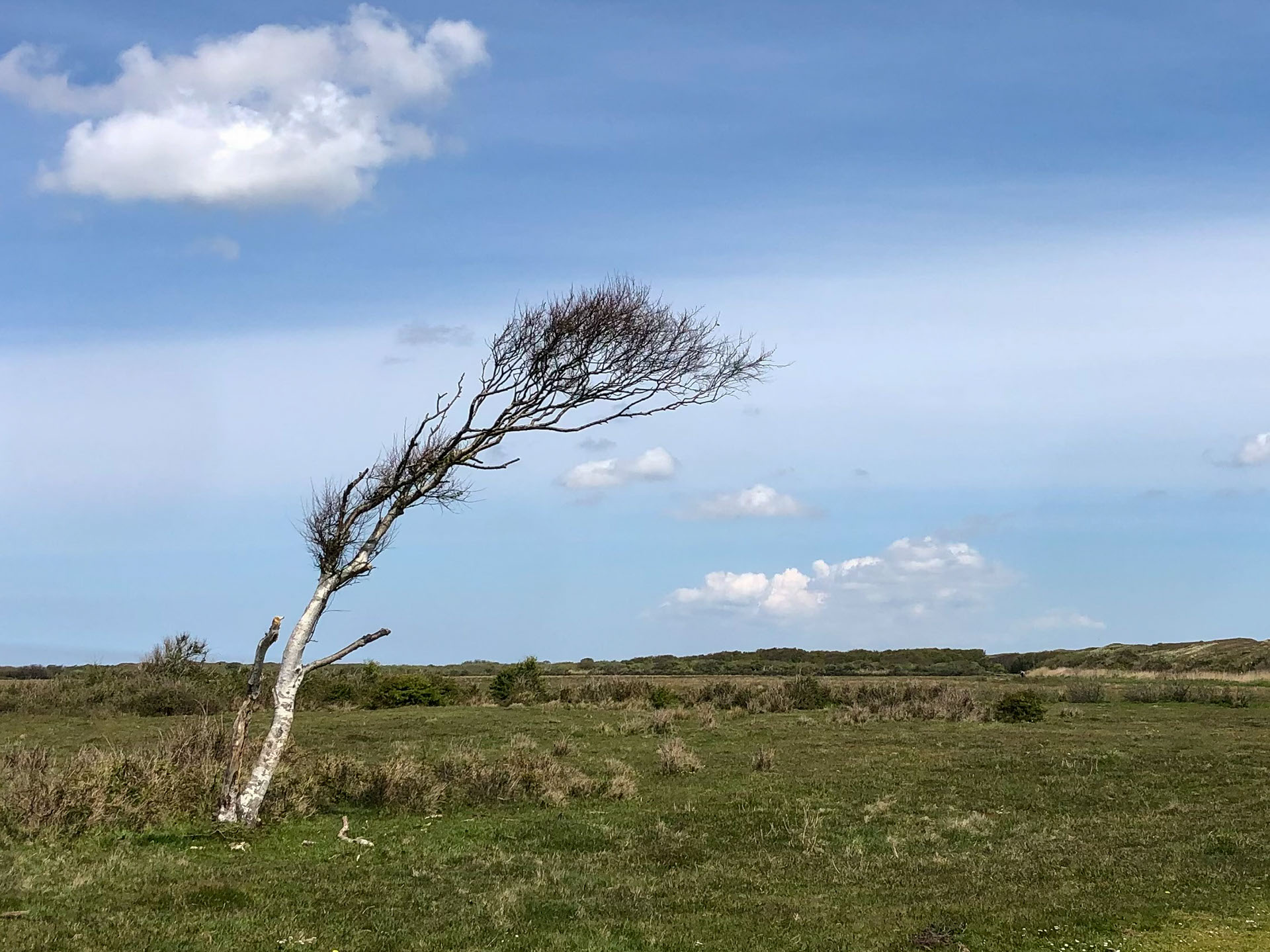 Linkerkant meest gefotografeerde boom is slechts nog een stompje