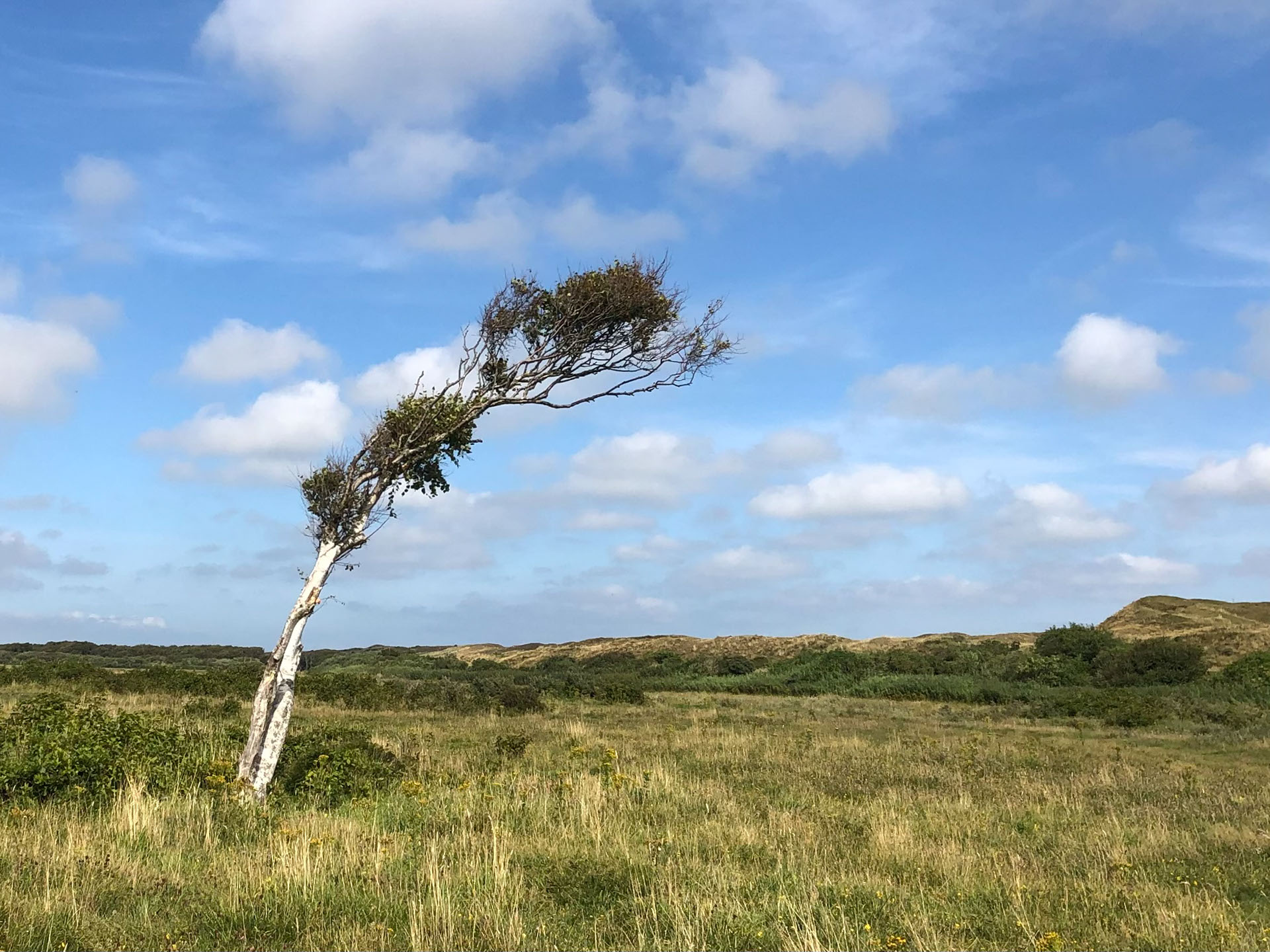 Meest gefotografeerde boom in zomer 2021