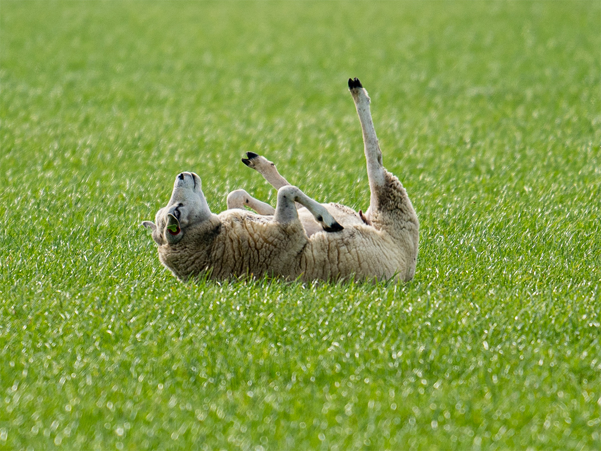 Schaap op zijn rug DSC00273 1