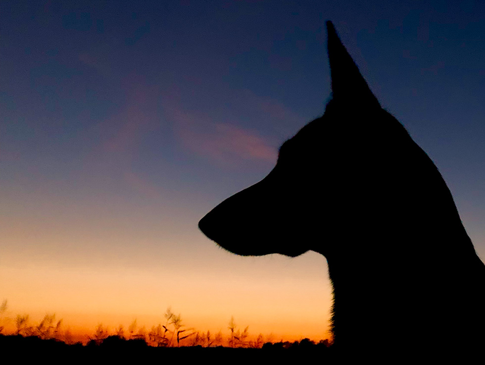 hond silhouet IMG 1855