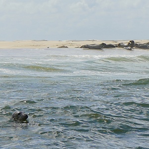 Naar de schattige zeehonden kun je blijven kijken