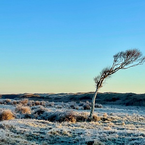 Texels meest gefotografeerde boom in de winter